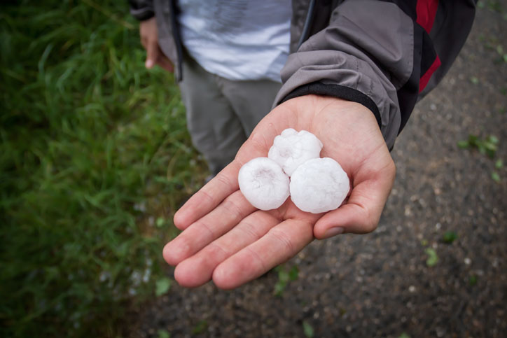Close up of an open palm containing three golf-ball sized hail pieces.