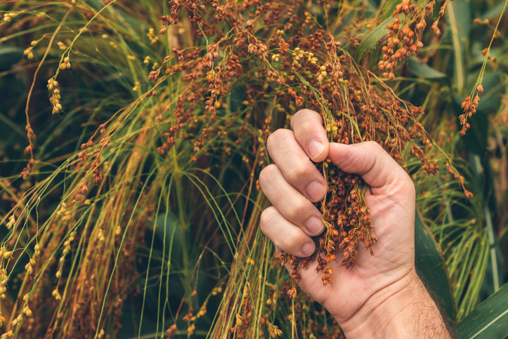 Farmer examining ripe proso millet (Panicum miliaceum), close up of hand