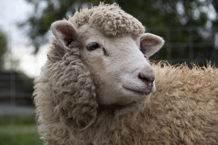 Side profile of a sheep's face