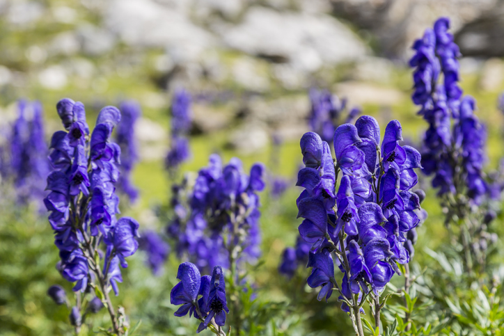 Close-up image of violet high altitude wildflowers (Aconitum napellus) against a rocky background.