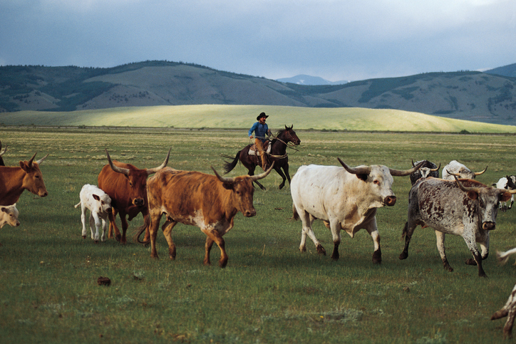 Rancher herding longhorn cattle near Fairplay, Colorado