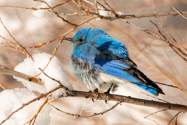 The Colorado Birding Trail features many migratory birds including the Mountain Bluebird.