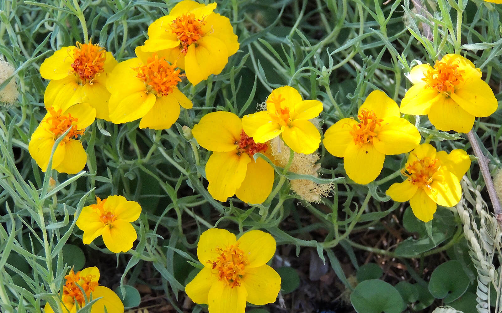 Enhance Your Landscaping With Native Colorado Plants Farm Bureau