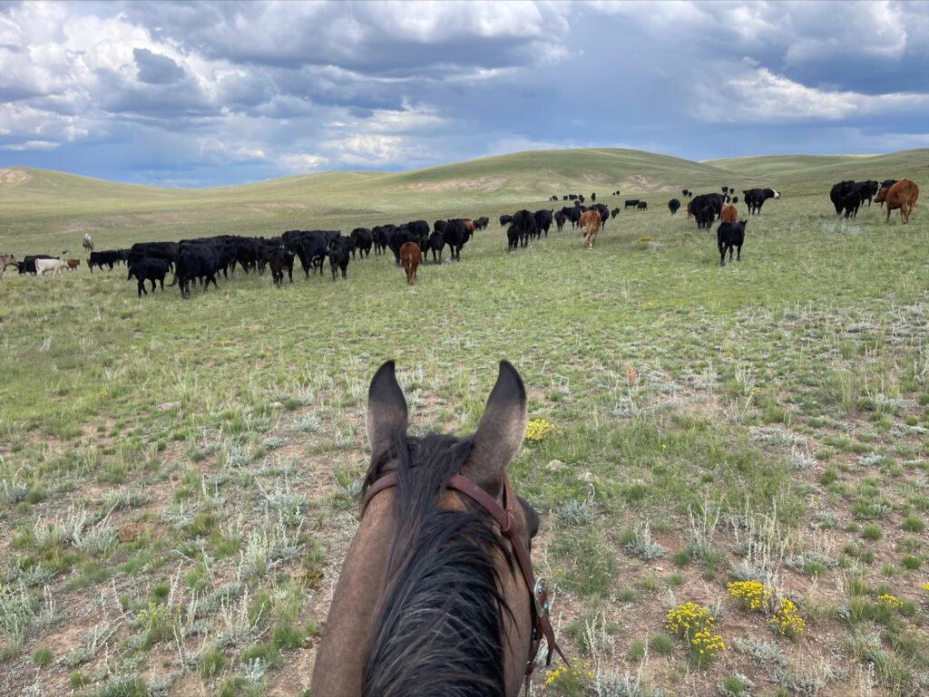 Agent Sierra Goering's view from horseback herding cattle